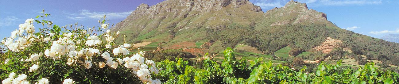 Cape Country Romance